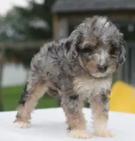 Dixie , a female Poodle - Toy  for sale in Dayton, OH – 3 of 10