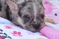 Cindy, a female Boston Terrier and French Bulldog for sale in Dayton, OH – 5 of 10