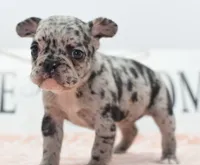 Ruby merle, a female Boston Terrier and French Bulldog for sale in Dayton, OH – 7 of 10