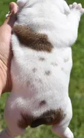 Envy mini bulldog hybrid , a female English Bulldog and French Bulldog for sale in Dayton, OH – 5 of 5