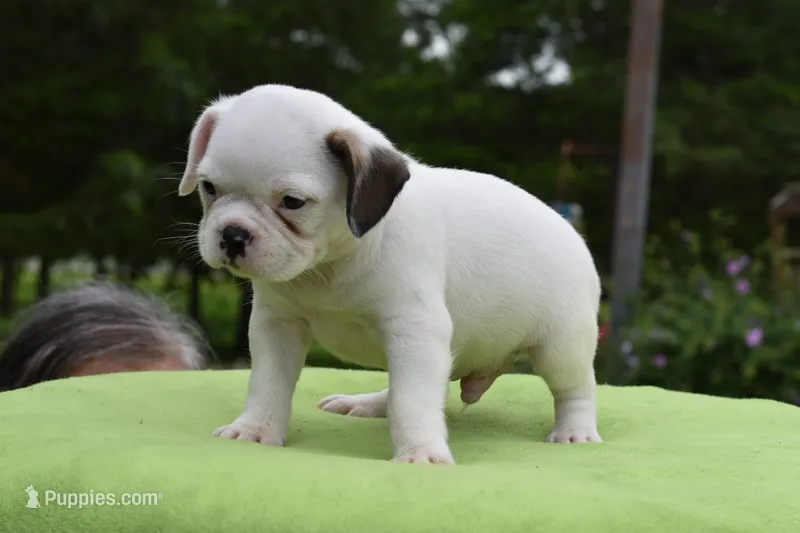 Milo – Boston Terrier, French Bulldog puppy for sale in Dayton, OH