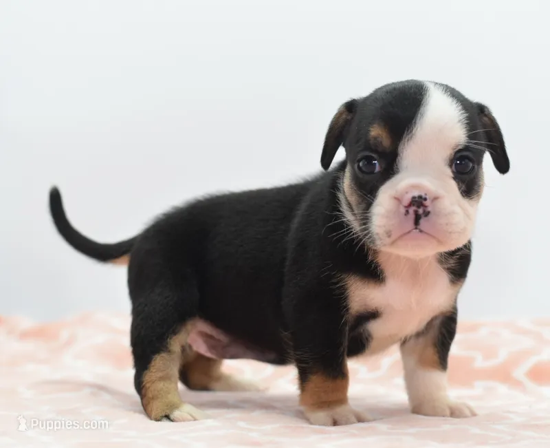 Princess tiny Bulldog hybrid  – English Bulldog, Olde English Bulldogge puppy for sale in Dayton, OH