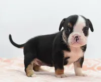 Princess tiny Bulldog hybrid , a female English Bulldog and Olde English Bulldogge for sale in Dayton, OH – 1 of 10