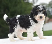 Bentley , a male Poodle - Toy  for sale in Dayton, OH – 10 of 10