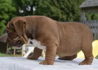 Legacy mini red bulldog hybrid , a female English Bulldog and French Bulldog for sale in Dayton, OH – 3 of 10