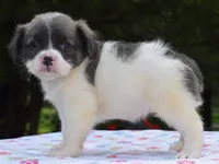 Zoey blue fluffy , a female Boston Terrier and French Bulldog for sale in Dayton, OH – 10 of 10