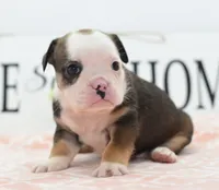 Queen tricolor Bulldog hybrid , a female English Bulldog and Olde English Bulldogge for sale in Dayton, OH – 8 of 10