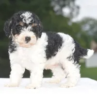 Bentley , a male Poodle - Toy  for sale in Dayton, OH – 6 of 10