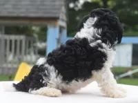 Bentley , a male Poodle - Toy  for sale in Dayton, OH – 2 of 10
