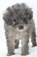 Carter silver toy poodle puppy, a male Poodle - Toy  for sale in Dayton, OH – Photo 7 of 10