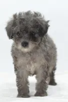 Carter silver toy poodle puppy, a male Poodle - Toy  for sale in Dayton, OH – Photo 5 of 10