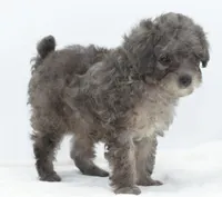 Carter silver toy poodle puppy, a male Poodle - Toy  for sale in Dayton, OH – Photo 9 of 10