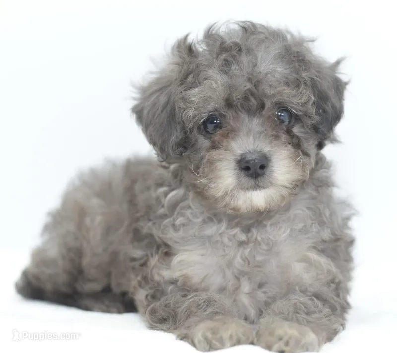 Carter silver toy poodle puppy – Poodle - Toy  puppy for sale in Dayton, OH