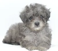 Carter silver toy poodle puppy, a male Poodle - Toy  for sale in Dayton, OH – Photo 1 of 10
