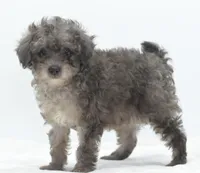 Carter silver toy poodle puppy, a male Poodle - Toy  for sale in Dayton, OH – Photo 6 of 10