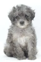 Carter silver toy poodle puppy, a male Poodle - Toy  for sale in Dayton, OH – Photo 2 of 10