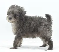 Carter silver toy poodle puppy, a male Poodle - Toy  for sale in Dayton, OH – Photo 8 of 10