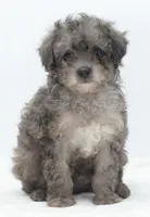 Carter silver toy poodle puppy, a male Poodle - Toy  for sale in Dayton, OH – Photo 10 of 10