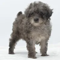 Carter silver toy poodle puppy, a male Poodle - Toy  for sale in Dayton, OH – Photo 4 of 10