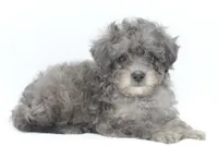 Carter silver toy poodle puppy, a male Poodle - Toy  for sale in Dayton, OH – Photo 3 of 10
