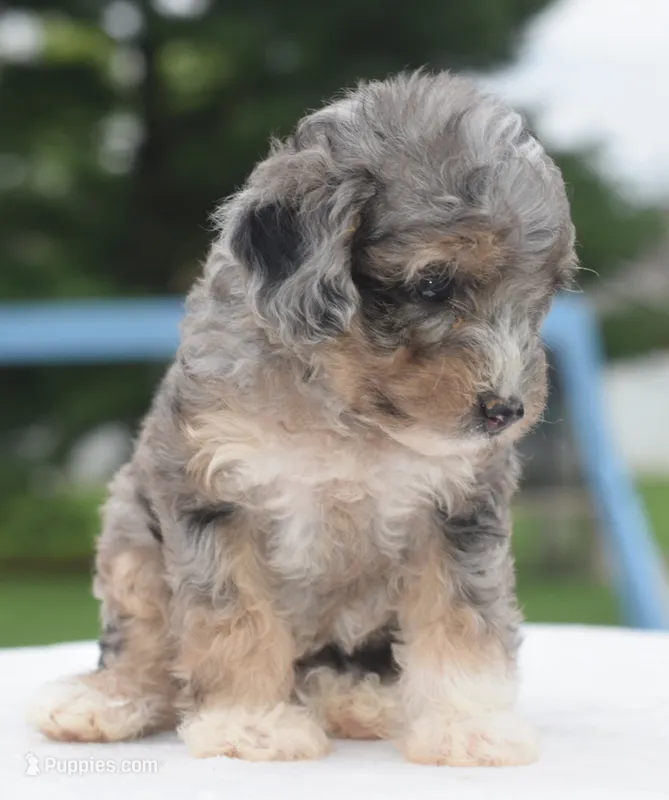 Dixie  – Poodle - Toy  puppy for sale in Dayton, OH