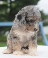 Dixie , a female Poodle - Toy  for sale in Dayton, OH – 1 of 10