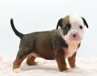 Rosie tricolor hybrid Bulldog , a female English Bulldog and Olde English Bulldogge for sale in Dayton, OH – 4 of 10
