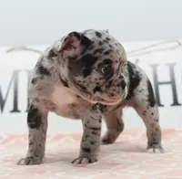 Ruby merle, a female Boston Terrier and French Bulldog for sale in Dayton, OH – 2 of 10