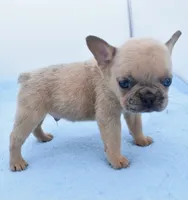 Brutus , a male Boston Terrier and French Bulldog for sale in Dayton, OH – 2 of 2