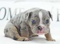 Lux blue eyes merle, a male English Bulldog and Olde English Bulldogge for sale in Dayton, OH – 5 of 10