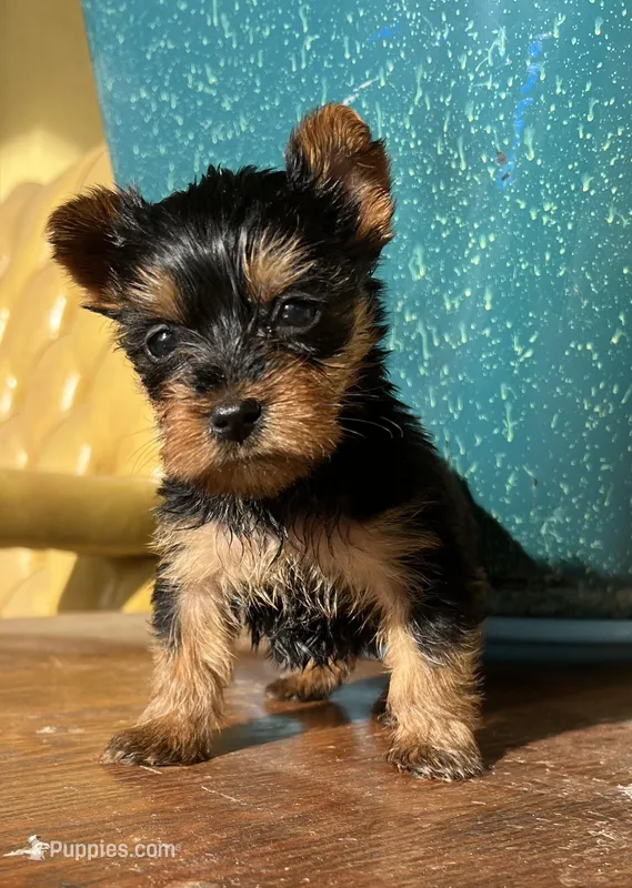 Misty Yorkie  – Yorkshire Terrier puppy for sale in Dayton, OH