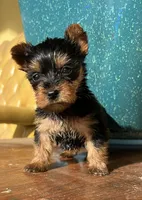 Misty Yorkie , a female Yorkshire Terrier for sale in Dayton, OH – Photo 1 of 5
