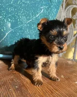 Misty Yorkie , a female Yorkshire Terrier for sale in Dayton, OH – Photo 5 of 5