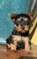 Misty Yorkie , a female Yorkshire Terrier for sale in Dayton, OH – Photo 2 of 5