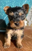 Misty Yorkie , a female Yorkshire Terrier for sale in Dayton, OH – Photo 4 of 5
