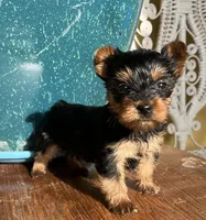 Misty Yorkie , a female Yorkshire Terrier for sale in Dayton, OH – Photo 3 of 5