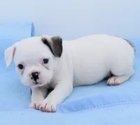 Milo, a male Boston Terrier and French Bulldog for sale in Dayton, OH – 8 of 8