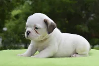 Milo, a male Boston Terrier and French Bulldog for sale in Dayton, OH – 8 of 10