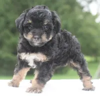 Molly , a female Poodle - Toy  for sale in Dayton, OH – 7 of 10
