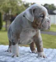 Maggie mini hybrid bulldog, a female English Bulldog and French Bulldog for sale in Dayton, OH – 2 of 10