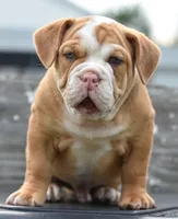 Hercules Bulldog hybrid , a male English Bulldog and Olde English Bulldogge for sale in Dayton, OH – 3 of 10