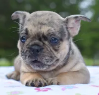 Tanka, a female Boston Terrier and French Bulldog for sale in Dayton, OH – 3 of 10
