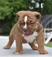 Legacy mini red bulldog hybrid , a female English Bulldog and French Bulldog for sale in Dayton, OH – 10 of 10