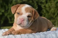 Tank mini hybrid bulldog , a male English Bulldog and French Bulldog for sale in Dayton, OH – 4 of 8