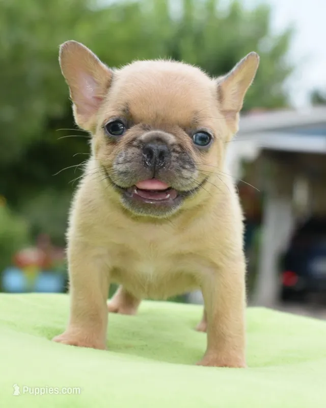 Peanut micro size – Boston Terrier, French Bulldog puppy for sale in Dayton, OH