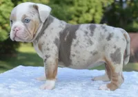 Maggie mini hybrid bulldog, a female English Bulldog and French Bulldog for sale in Dayton, OH – 6 of 10