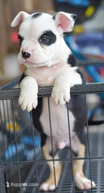 Bruno Mini Bulldog hybrid  – English Bulldog, Olde English Bulldogge puppy for sale in Dayton, OH