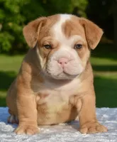 Tank mini hybrid bulldog , a male English Bulldog and French Bulldog for sale in Dayton, OH – 6 of 8