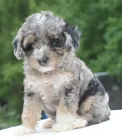Dixie , a female Poodle - Toy  for sale in Dayton, OH – 8 of 10