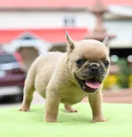 Peanut micro size, a male Boston Terrier and French Bulldog for sale in Dayton, OH – 8 of 10
